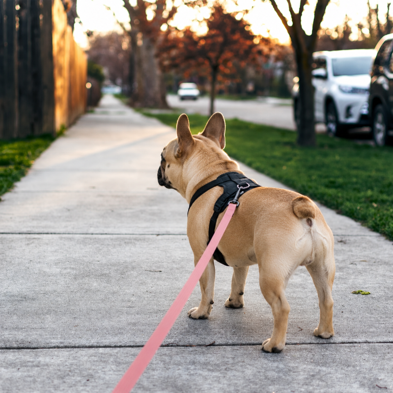 Dog on a leash walking on a sidewalk with a sunset in the background