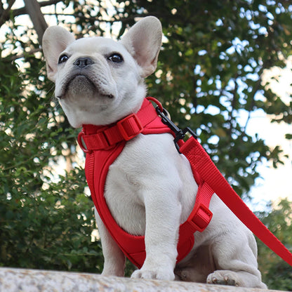 White French Bulldog wearing a red harness and leash outdoors with greenery in the background
