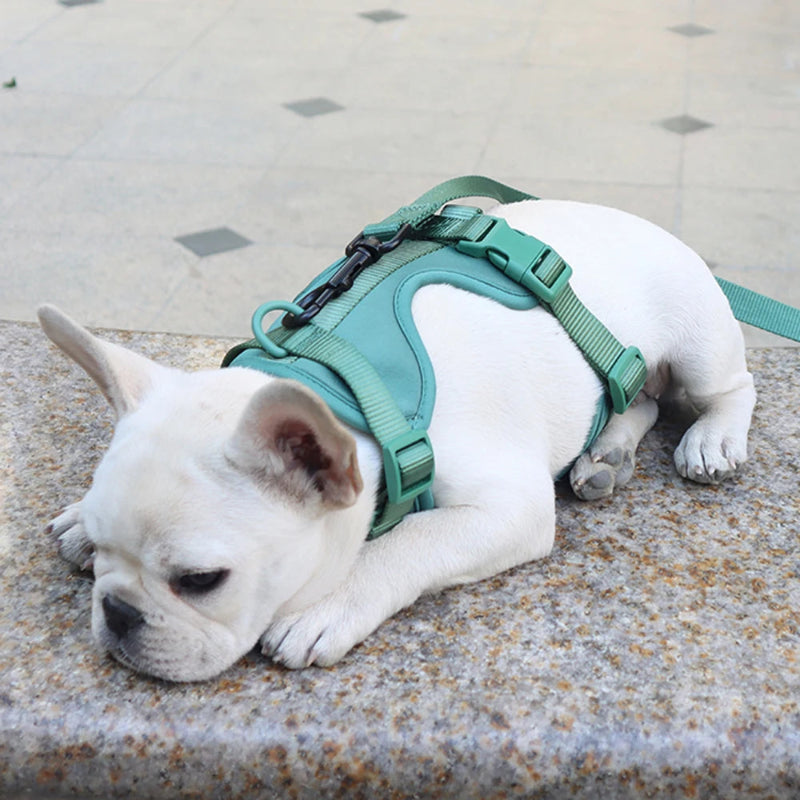 White French Bulldog wearing a green harness lying on a textured surface.